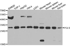 Western blot analysis of extracts of various cell lines, using PGLS antibody.