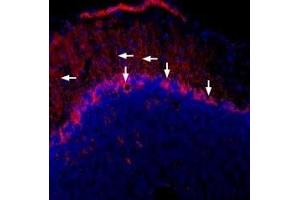 Expression of Connexin-43 in mouse brainImmunohistochemical staining of frozen mouse cerebellum free floating sections using Guinea pig Anti-Connexin-43 Antibody (ABIN7043199, ABIN7045438 and ABIN7045439). (Gap Junction Protein, alpha 1, 43kDa (GJA1) Peptid)