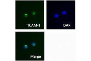 Immunofluorescence (IF) image for anti-Toll-Like Receptor Adaptor Molecule 1 (TICAM1) antibody (ABIN2665411)