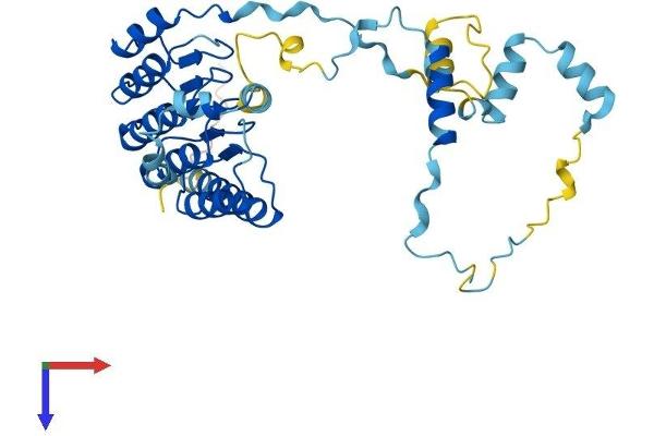 Tropomodulin 1 Protein (TMOD1) (AA 1-359) (His tag)