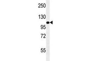LAMP2 antibody western blot analysis in mouse NIH3T3 lysate. (LAMP2 Antikörper)