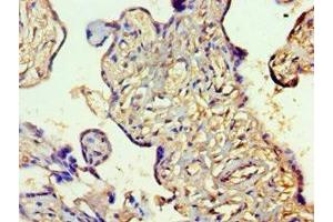 Immunohistochemistry of paraffin-embedded human placenta tissue using ABIN7158496 at dilution of 1:100