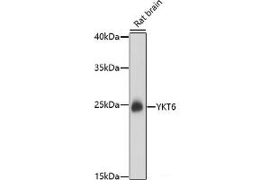 YKT6 Antikörper