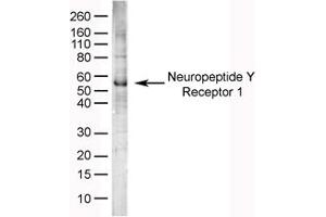 Image no. 1 for anti-Neuropeptide Y Receptor Y1 (NPY1R) (AA 365-378) antibody (ABIN576061) (NPY1R Antikörper  (AA 365-378))
