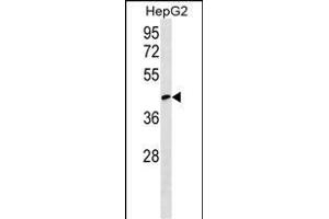 RCSD1 Antibody (Center) (ABIN1538152 and ABIN2849645) western blot analysis in HepG2 cell line lysates (35 μg/lane). (RCSD1 Antikörper  (AA 237-266))