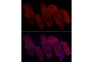 Immunofluorescence analysis of rat skeletal muscle cells using Fbx32/FBOX32 Rabbit pAb (ABIN3017561, ABIN3017562, ABIN3017563, ABIN1679825 and ABIN6220155) at dilution of 1:50 (40x lens). (FBXO32 Antikörper  (AA 206-355))