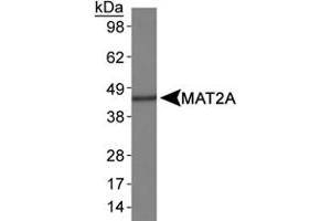 Western blot analysis of MAT2A in HepG2 whole cell lysates using MAT2A polyclonal antibody . (MAT2A Antikörper  (AA 100-200))