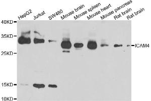 Western blot analysis of extracts of various cell lines, using ICAM4 antibody (ABIN4903997) at 1:1000 dilution. (ICAM4 Antikörper)