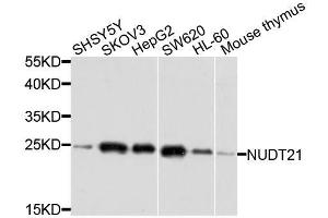 Western blot analysis of extracts of various cell lines, using NUDT21 antibody. (NUDT21 Antikörper  (AA 1-227))
