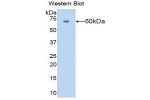 Western Blotting (WB) image for anti-Amylase 1, Salivary (AMY1) (AA 16-511) antibody (ABIN2117289) (Alpha-amylase 1 Antikörper  (AA 16-511))