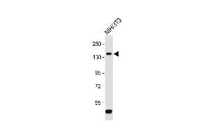 Anti-ROR1 Antibody (N-term) at 1:1000 dilution + NIH/3T3 whole cell lysate Lysates/proteins at 20 μg per lane. (ROR1 Antikörper  (N-Term))