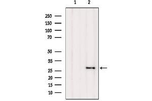 Western blot analysis of extracts from Mouse brain, using FA58A Antibody. (FAM58A Antikörper  (Internal Region))
