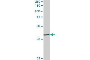 FAIM3 MaxPab polyclonal antibody. (FAIM3 Antikörper  (AA 1-390))