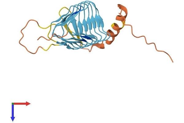 DCTN6 Protein (AA 1-190) (His tag)