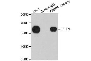 Immunoprecipitation (IP) image for anti-FK506 Binding Protein 4, 59kDa (FKBP4) (AA 220-459) antibody (ABIN6140658)