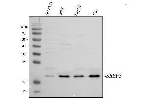 Western blot analysis of SFRS3 using anti-SFRS3 antibody (ABIN3043298).