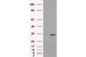 Western Blotting (WB) image for anti-Serine Racemase (SRR) antibody (ABIN1501133) (SRR Antikörper)
