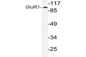 Western blot (WB) analyzes of GluR1 antibody in extracts from COS-7 cells. (Glutamate Receptor 1 Antikörper)