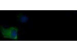 Image no. 1 for anti-Mdm4-binding Protein (MDM4) antibody (ABIN1499359) (MDM4-binding Protein Antikörper)