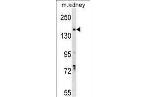 Western blot analysis in mouse kidney tissue lysates (35ug/lane). (GREB1 Antikörper  (AA 1417-1446))
