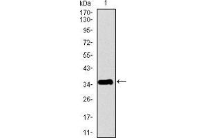 Western blot analysis using PPY mAb against human PPY recombinant protein.