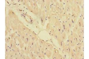 Immunohistochemistry of paraffin-embedded human heart tissue using ABIN7165964 at dilution of 1:100