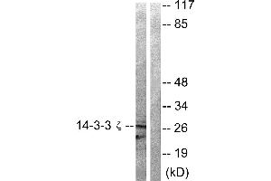 Western blot analysis of extracts from 293 cells treated with Forskolin (40nM, 30min) using 14-3-3 ζ (Ab-58) antibody (#B0001, Linand 2). (14-3-3 zeta Antikörper  (Ser58))