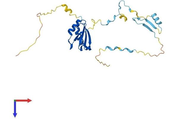 RCAN3 Protein (AA 1-241) (His tag)