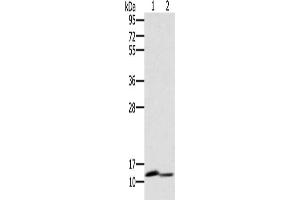 Gel: 10 % SDS-PAGE, Lysate: 40 μg, Lane 1-2: Mouse brain tissue, Mouse kidney tissue, Primary antibody: ABIN7130528(PAGE2 Antibody) at dilution 1/400, Secondary antibody: Goat anti rabbit IgG at 1/8000 dilution, Exposure time: 1 minute (PAGE2 Antikörper)