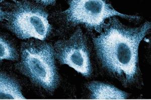 Immunofluorescence staining of human endothelial cells. (PIK3CD Antikörper  (AA 73-90))