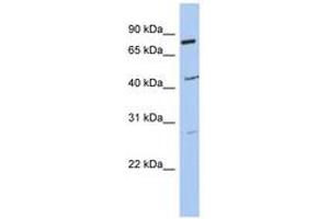 Image no. 1 for anti-Coiled-Coil Domain Containing 63 (CCDC63) (AA 215-264) antibody (ABIN6743702) (CCDC63 Antikörper  (AA 215-264))