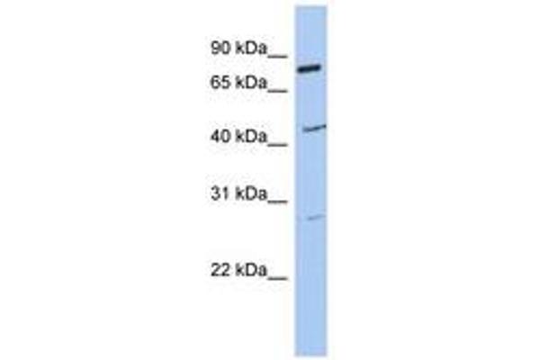 CCDC63 Antikörper  (AA 215-264)