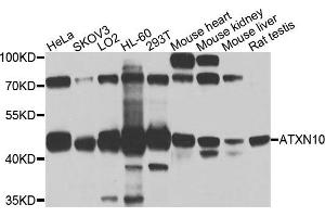 Western blot analysis of extracts of various cells, using ATXN10 antibody.