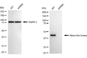 Western blotting analysis using Nemo like kinase antibody (ABIN7799571).