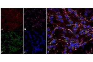Immunocytochemistry (ICC) image for anti-Hyperpolarization Activated Cyclic Nucleotide-Gated Potassium Channel 2 (HCN2) (AA 761-863) antibody (Atto 488) (ABIN2481377)