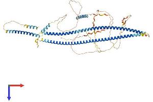 Filensin Protein (AA 1-669) (His tag)