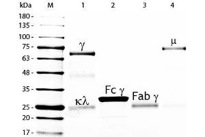 SDS-PAGE of Chicken IgG Whole Molecule Rhodamine Conjugated . (Huhn IgG isotype control (Rhodamine))
