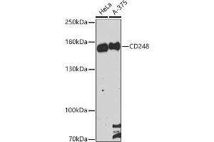 Western blot analysis of extracts of various cell lines, using CD248 antibody (ABIN6131286, ABIN6138149, ABIN6138151 and ABIN6216437) at 1:3000 dilution. (CD248 Antikörper  (AA 18-150))