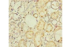 Immunohistochemistry of paraffin-embedded human kidney tissue using ABIN7165719 at dilution of 1:100 (NELL1 Antikörper  (AA 160-420))