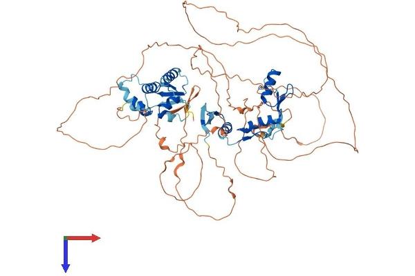 ZBTB33 Protein (AA 1-671) (His tag)
