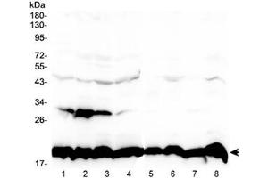 Western blot testing of 1) human placenta, 2) human U-87MG, 3) human HeLa, 4) mouse HEPA1-6, 5) rat PC-12, 6) rat RH35, 7) mouse NIH3T3 and 8) mouse SP20 lysate with Cyclophilin B antibody at 0. (PPIB Antikörper)