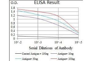 Black line: Control Antigen (100 ng), Purple line: Antigen(10 ng), Blue line: Antigen (50 ng), Red line: Antigen (100 ng), (PDE1B Antikörper  (AA 370-536))