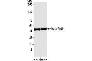 Western Blotting (WB) image for anti-Cytoskeletal Actin (CIMG_00972) (AA 1-50) antibody (ABIN7449436)