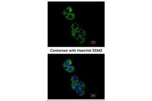 ICC/IF Image Immunofluorescence analysis of methanol-fixed Hep G2, using GSTA2, antibody at 1:500 dilution. (GSTa2 Antikörper)