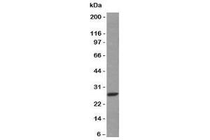 Western blot analysis of Raji cell lysate using Kappa Light Chain antibody (HP6053 + L1C1). (Maus anti-Human kappa Light Chain Antikörper)