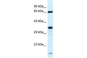 Western Blot showing Klhl12 antibody used at a concentration of 1. (KLHL12 Antikörper  (N-Term))