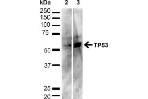 Western blot analysis of Human HeLa and HEK293T cell lysates showing detection of ~43. (p53 Antikörper  (C-Term) (PerCP))