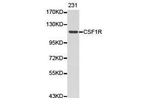Western Blotting (WB) image for anti-Colony Stimulating Factor 1 Receptor (CSF1R) antibody (ABIN1872025) (CSF1R Antikörper)