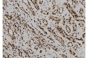 ABIN6277218 at 1/100 staining Human kidney tissue by IHC-P. (EPB41 Antikörper  (Internal Region))