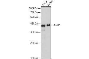 Western blot analysis of various lysates, using SLBP antibody (ABIN7270590) at 1:1000 dilution. (SLBP Antikörper)